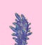 Creative tropical fashion purple cactus with colorful thorns on pastel pink background. Trendy minimal concept