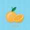 Creative vector illustration Orange fruits and Oranges half