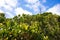 Creative view of antenna and beautiful sky from behind a green bush on Cape Point.