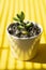 Creative yellow background with little baby succulent plant in pot. summer abstract template