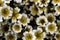 Creatively darkened closeup of the Douglas` meadowfoam wildflower Limnanthes douglasii