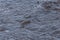 Creatures on the beach,jumping fish-mudskipper
