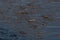 Creatures on the beach,jumping fish-mudskipper