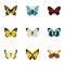 Creatures butterflies icons set, flat style