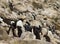 A Creche of Penguin Chicks among Rocks and Boulders