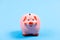 Credit debt. money saving. piggy bank on blue background. planning budget. income management. financial problem