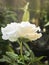 Creed Rose plant,white petals,green leaves