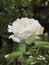 Creed Rose plant,white petals,green leaves