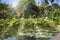 Creek with the blossoming lotuses. Mauritius