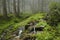 Creek in Carpathian forest