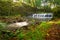 Creek cascades in Polish forest