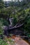 Creek at Charles Darwin walk. Blue mountains national park. Australia