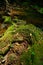 Creek closeup in a forrest