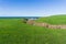 Creek on the coast of the Pacific Ocean going through a green meadow, Half Moon Bay, California