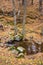 Creek crossing a birch grove