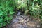 Creek in El Yunque Rain Forest on the Island of Puerto Rico