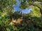 Creek in the fairy forest wide-angle panorama polar distortion