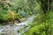 Creek flowing through a lush green forest, Jasper Ridge Biological Preserve, San Francisco bay area, California