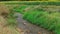 Creek flowing through a sunflower field