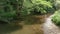 A creek flows through a sunny summer forest