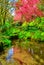 Creek in the garden and a blossoming tree