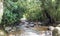 Creek in the Iguazu jungle