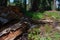 Creek Over Fallen Tree at Stanislaus