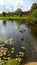 Creek in the parklands in spring with green grass and blue sky and ducks on water.