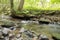 Creek with roots of tree in rainy wather. Czech Republic