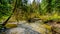 Creek in the temperate rain forest of Rolley Lake Provincial Park