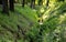 Creek in terrain notch overgrown with spring meadow lush green color trees park