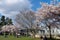 Creekside Park in springtime season. Cherry blossoms in full bloom. Vancouver City