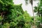 Creeper-covered Chinese traditional house in summer afternoon