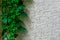 Creeper green plant on beige granite wall as street decoration. Background