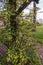 Creeper hydrangea - Hydrangea petiolaris