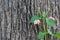 A creeper plant blooms on the tree bark. Pink flower on the background of tree bark