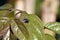 A Creeper Plant With Green Leaves Housefly