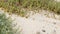 Creeper plant on pacific ocean sandy beach, California coast, USA. Sand, tiny flowers, stones and greenery by the sea