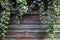 Creeper plant on rustic wooden wall