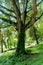 Creeper plants on the tree in the kodaikanal bryant park.