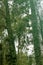 Creeper plants with trees in the kodaikanal tour place.