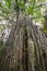 Creepers on a curtain fig tree in Australia