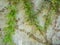 Creepers entangled in a cement wall. Vines on the wall. Nice quiet place. Background from the wall and plants