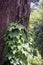 Creepers growing on a tree