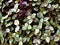 Creeping Basket plant ,Creeping inchplant ,Callisia repens ,Commelinaceae ,turtle vine