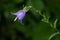 Creeping Bellflower - Campanula rapunculoides