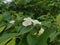 Creeping bushes of the Wild ipomoea alba flower