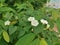 Creeping bushes of the Wild ipomoea alba flower