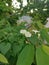 Creeping bushes of the Wild ipomoea alba flower