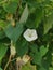 Creeping bushes of the Wild ipomoea alba flower